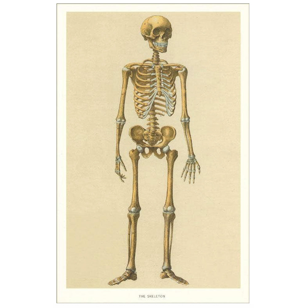 5x7 vintage look anatomical skeleton card