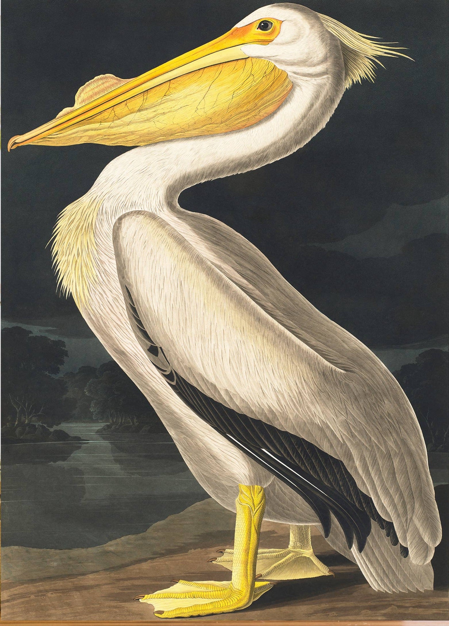 pelican card