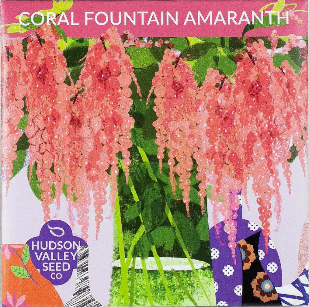 hudson valley seeds seed pack of coral fountain amaranth