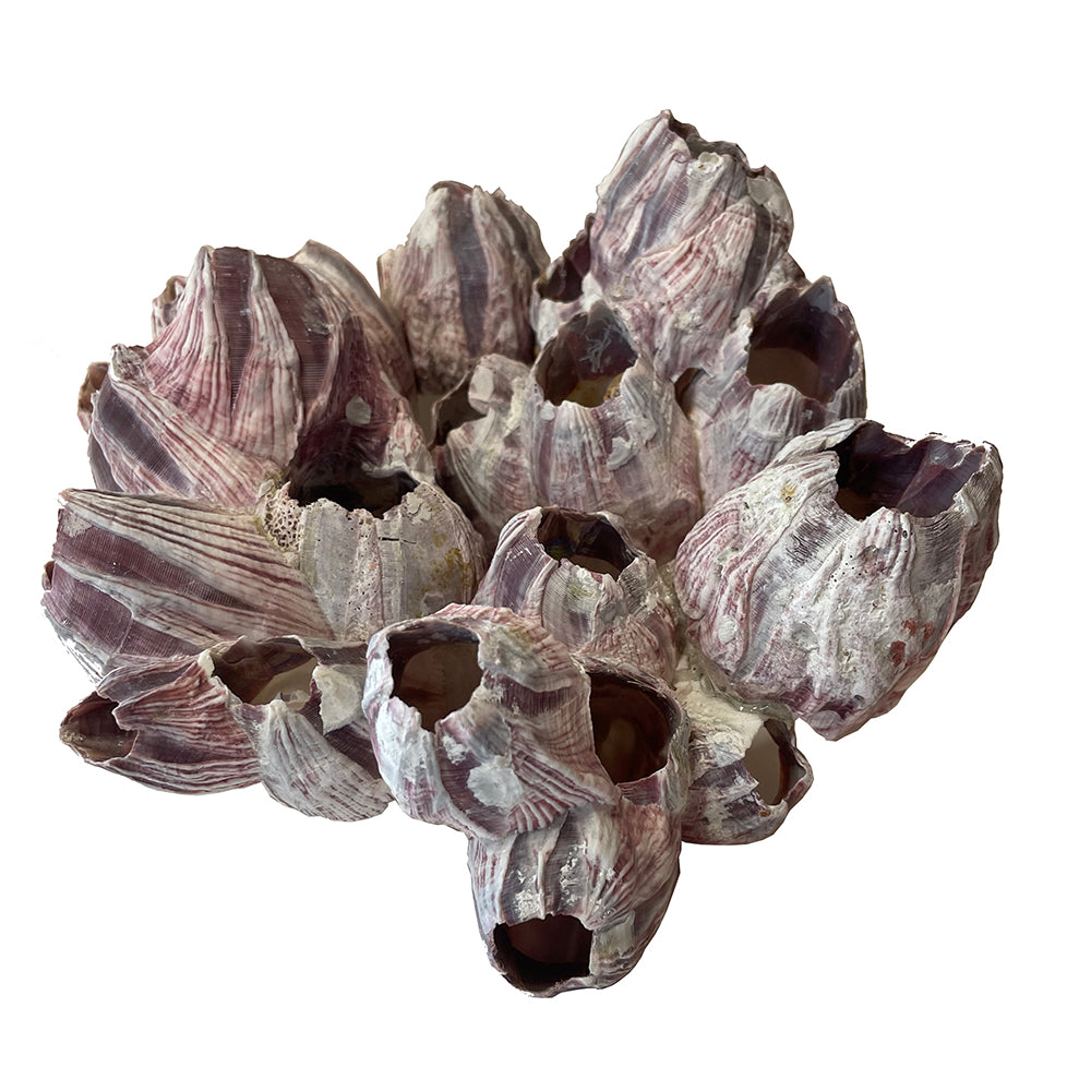 cluster of large barnacles on white background