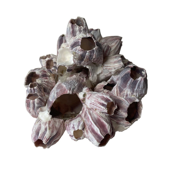 small barnacle cluster on white background