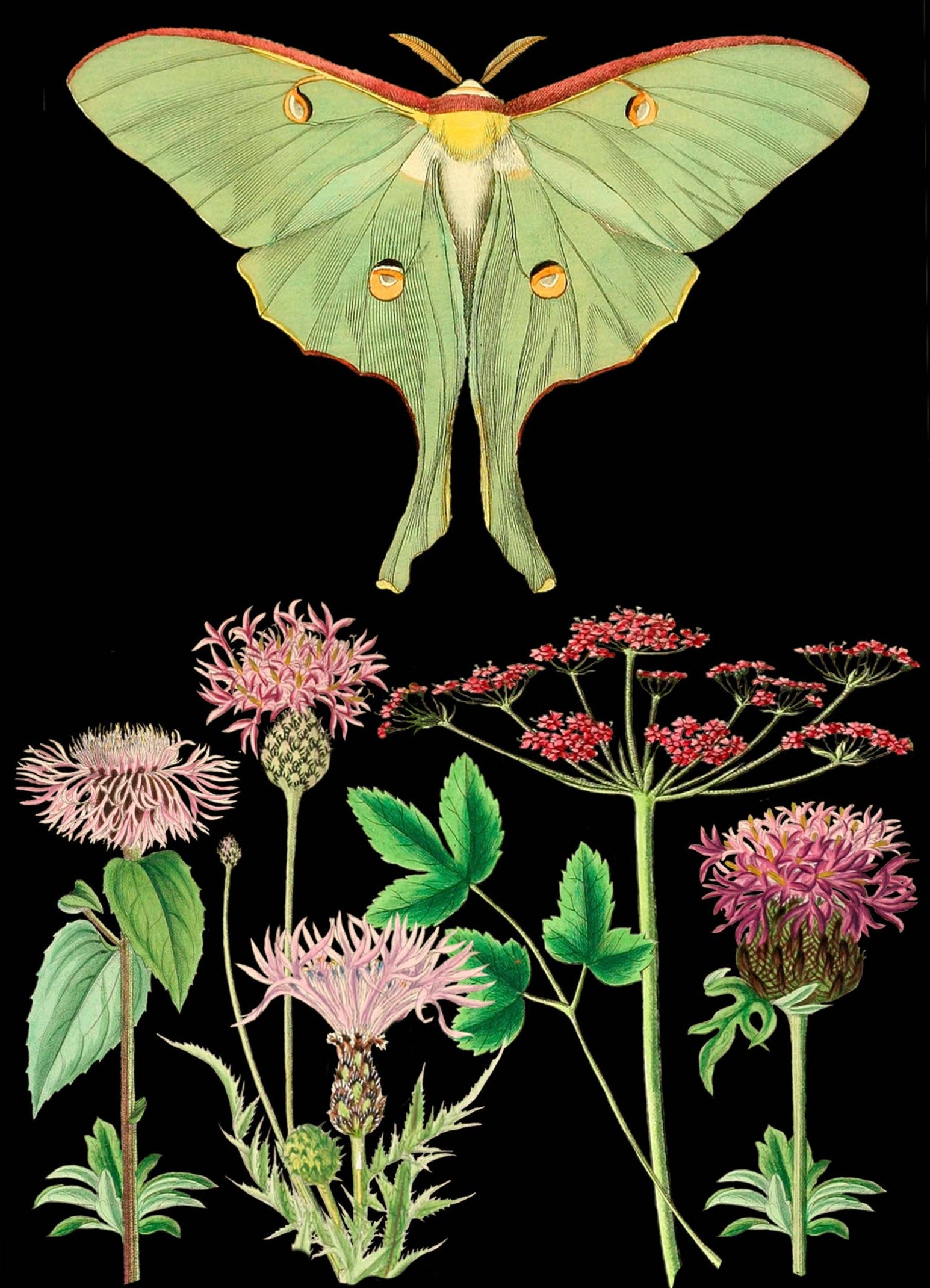 green moth card
