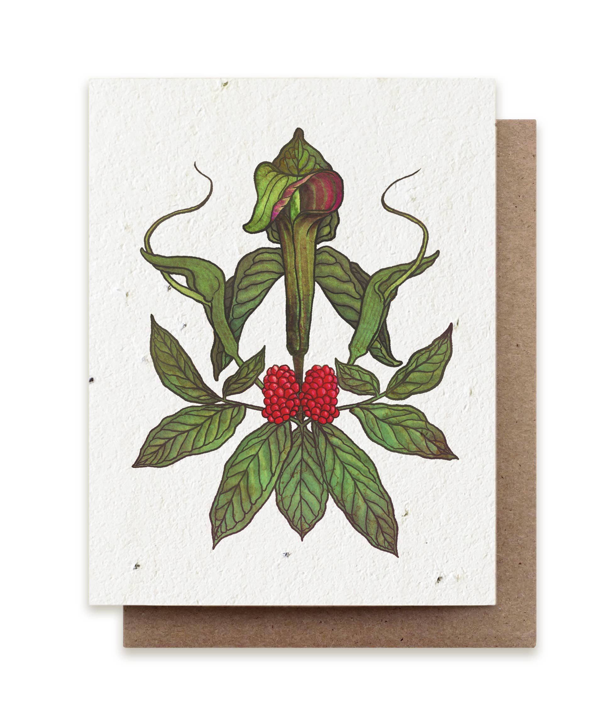 jack in the pulpit flower on printable see paper