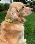 Harbour Large Yellow Collar