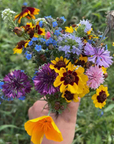 hand picked bunch of pollinator friendly flowers