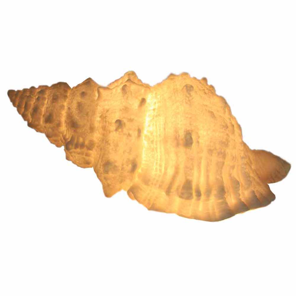 Pasaloria Shell Lamp